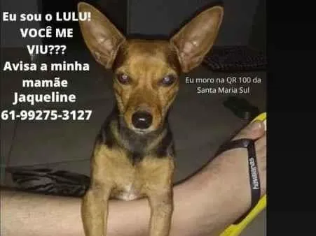 Cachorro ra a Pinsher idade 6 ou mais anos nome Lulu