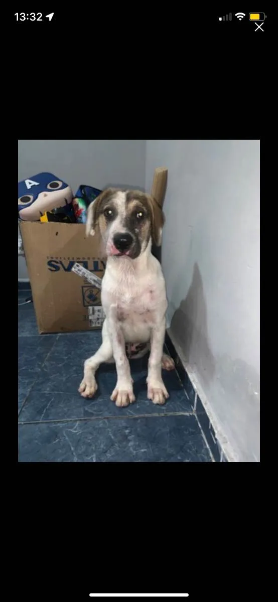 Cachorro ra a SRD idade 2 a 6 meses nome Lola 