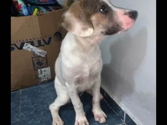 Cachorro ra a SRD idade 2 a 6 meses nome Lola 