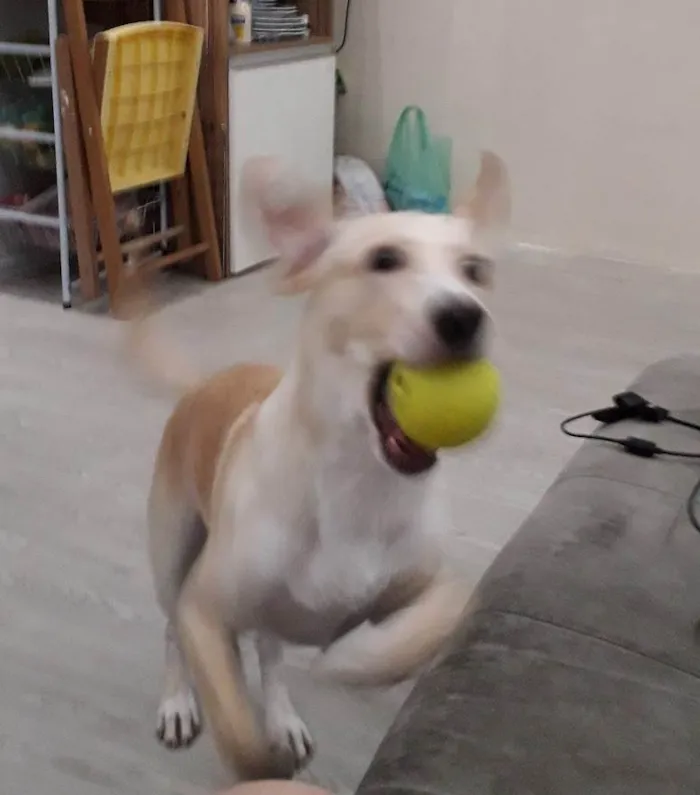 Cachorro ra a Vira lata idade 3 anos nome Boby