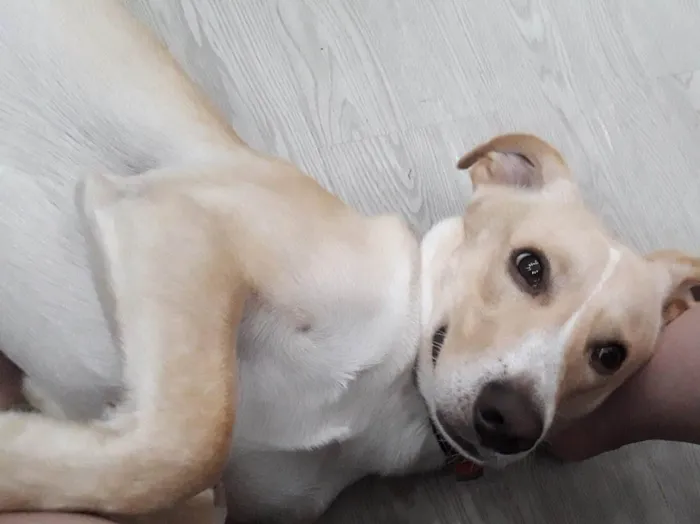 Cachorro ra a Vira lata idade 3 anos nome Boby