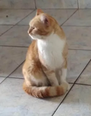 Gato raça Gato laranja  idade 1 ano nome choquito
