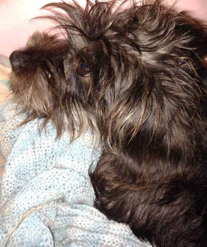 Cachorro ra a Fosce paulista com puldo  idade 2 a 6 meses nome Nina