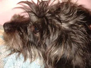 Cachorro raça Fosce paulista com puldo  idade 2 a 6 meses nome Nina
