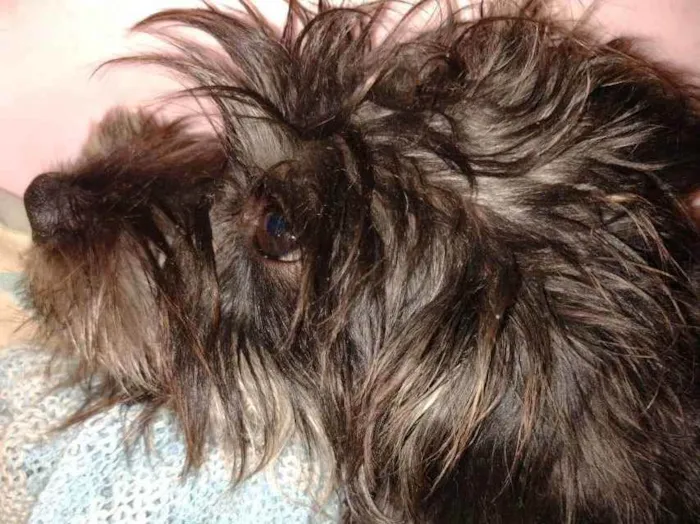 Cachorro ra a Fosce paulista com puldo  idade 2 a 6 meses nome Nina