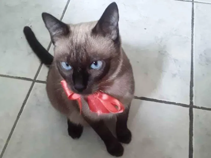Gato ra a Siamesa idade 1 ano nome Sem Nome Mãe