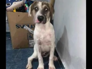 Cachorro raça SRD idade 2 a 6 meses nome Lola 