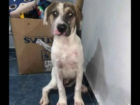 Cachorro ra a SRD idade 2 a 6 meses nome Lola 