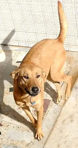 Cachorro ra a SRD idade 3 anos nome Ravi