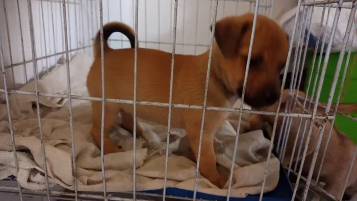 Cachorro ra a SDR idade Abaixo de 2 meses nome Bebê Mila