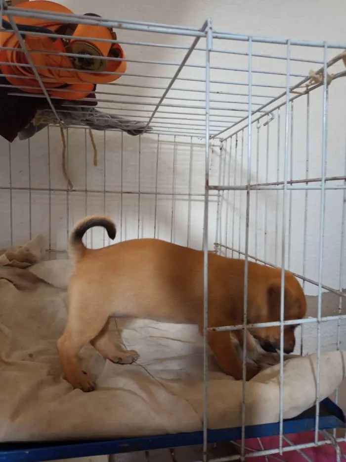 Cachorro ra a SDR idade Abaixo de 2 meses nome Bebê Mila