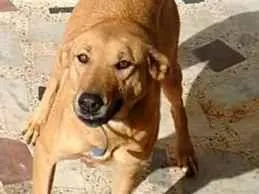 Cachorro raça SRD idade 3 anos nome Ravi