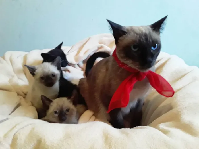 Gato ra a SRD idade Abaixo de 2 meses nome Sem Nome 