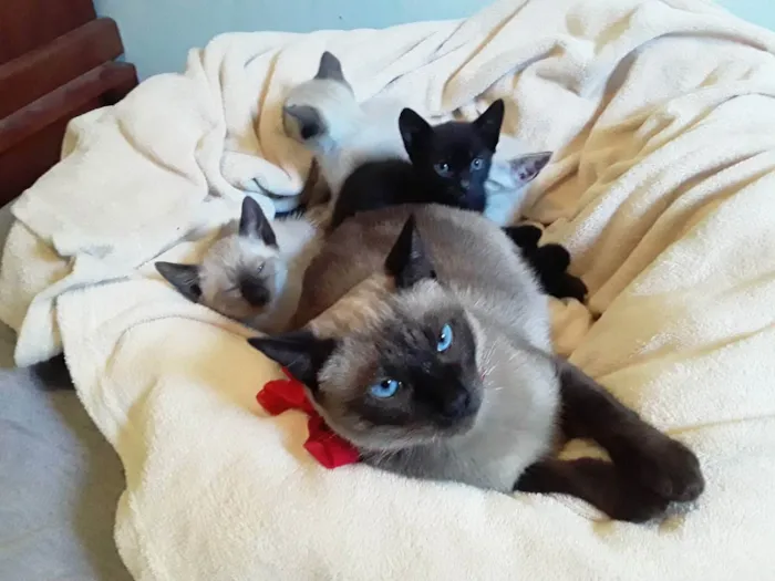 Gato ra a SRD idade Abaixo de 2 meses nome Sem Nome 