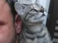Tuca ou Tuquinha