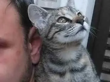 Gato ra a mista idade 2 a 6 meses nome Tuca ou Tuquinha