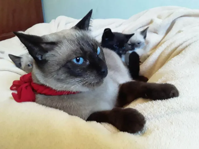 Gato ra a Siamesa idade 1 ano nome Sem Nome Mãe
