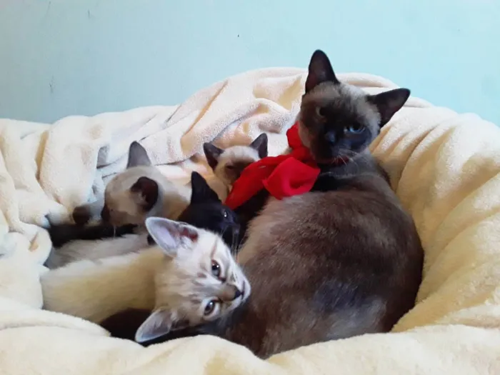 Gato ra a Siamesa idade 1 ano nome Sem Nome Mãe