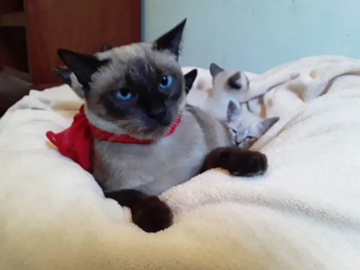 Gato ra a Siamesa idade 1 ano nome Sem Nome Mãe