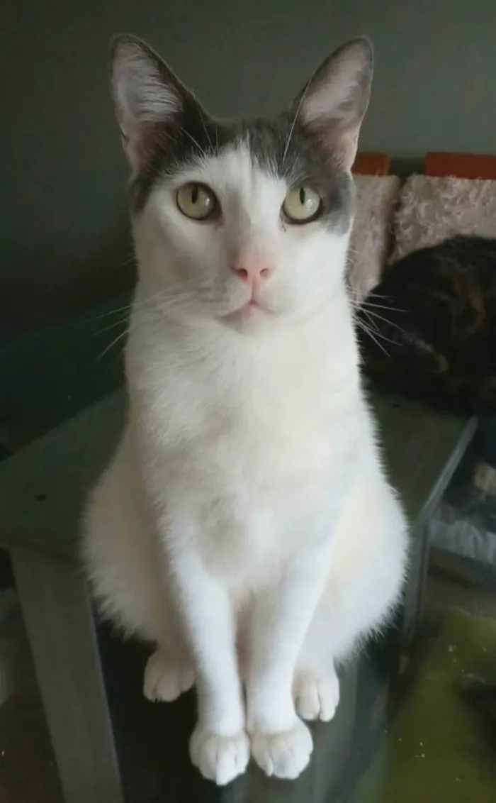 Gato ra a srd bicolor idade 1 ano nome JOHN