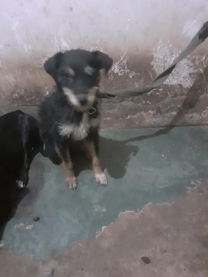 Cachorro ra a Pitibul misturado idade 3 anos nome Pantera