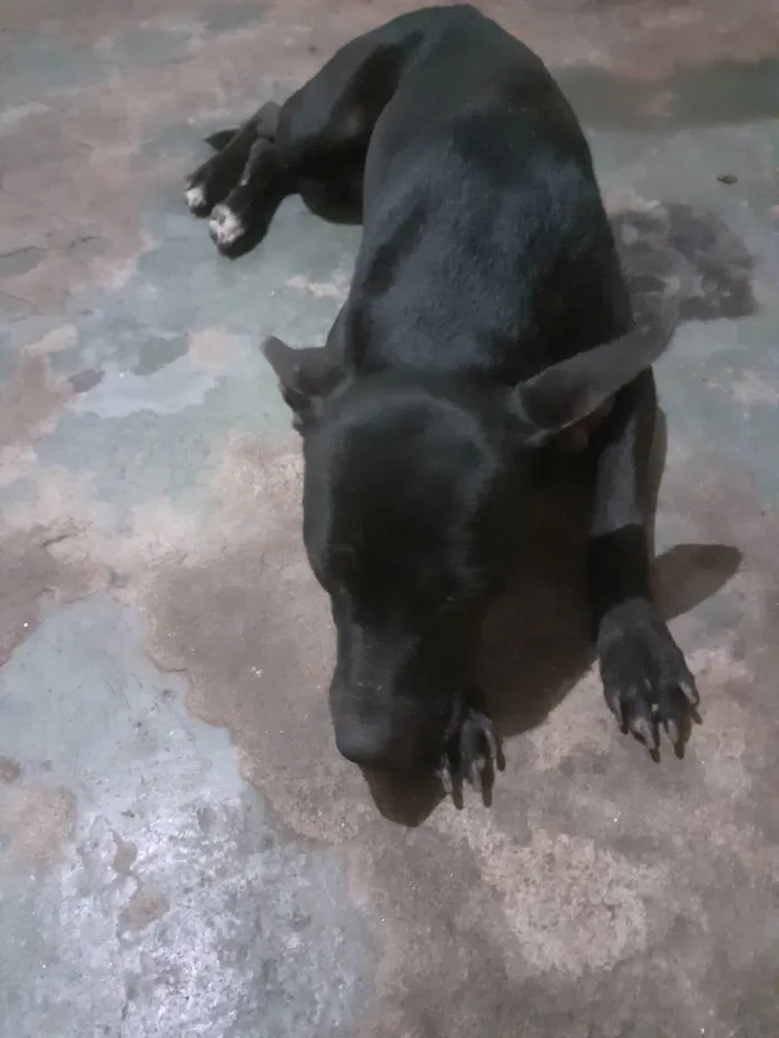 Cachorro ra a Pitibul misturado idade 3 anos nome Pantera