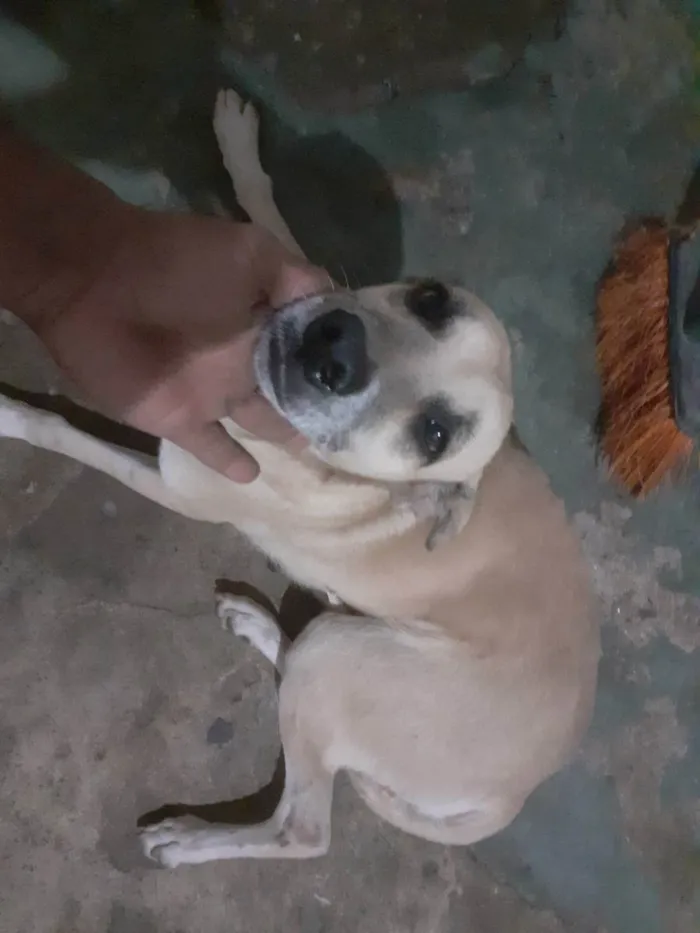 Cachorro ra a Pitibul misturado idade 3 anos nome Pantera