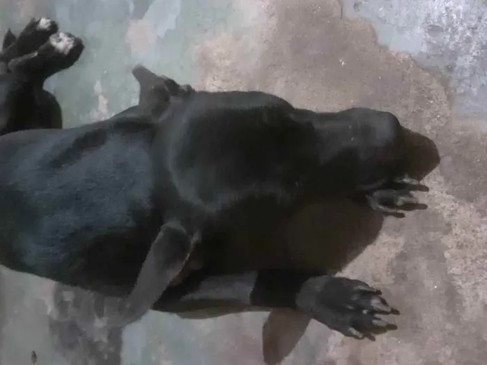 Cachorro ra a Pitibul misturado idade 3 anos nome Pantera