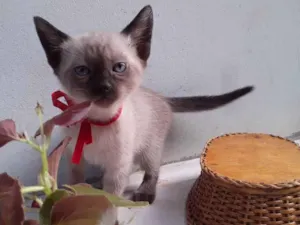 Gato raça SRD idade Abaixo de 2 meses nome Sem Nome 2