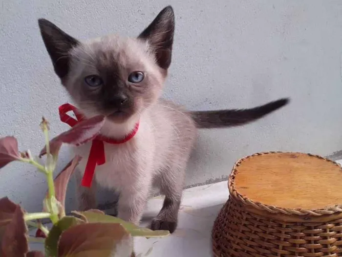 Gato ra a SRD idade Abaixo de 2 meses nome Sem Nome 2