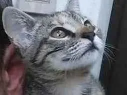Gato ra a mista idade 2 a 6 meses nome Tuca ou Tuquinha