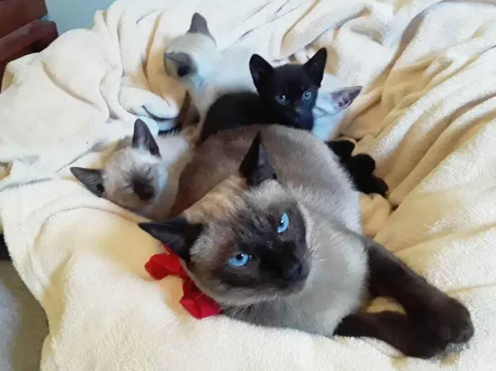Gato ra a SRD idade Abaixo de 2 meses nome Sem Nome 