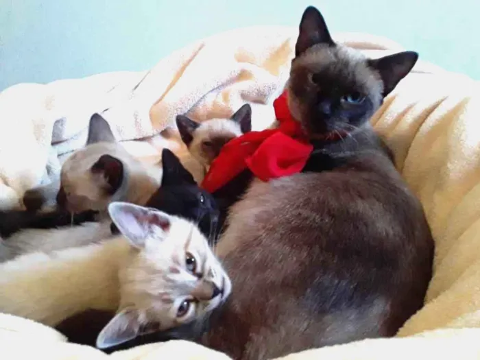 Gato ra a Siamesa idade 1 ano nome Sem Nome Mãe