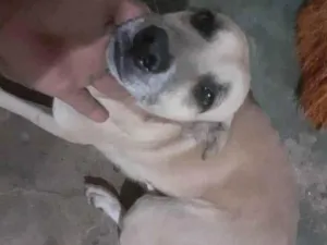 Cachorro raça Pitibul misturado idade 3 anos nome Pantera