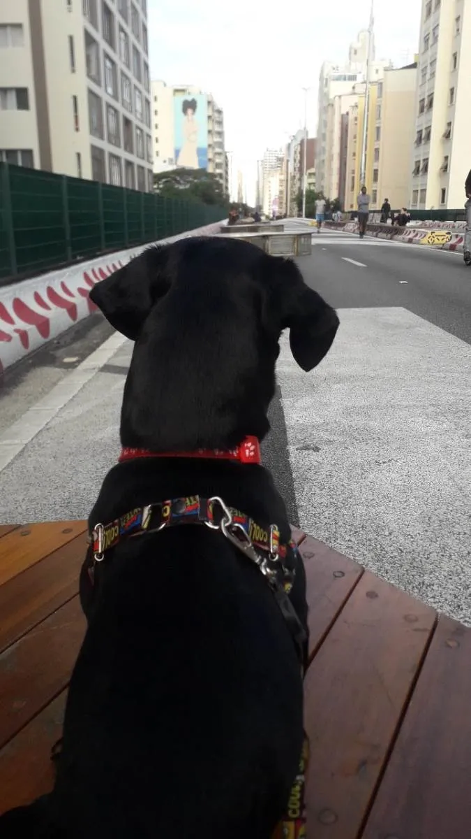 Cachorro raça Duschund idade 2 a 6 meses nome Doguinho