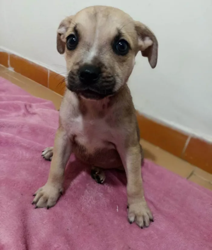 Cachorro ra a SRD idade 2 a 6 meses nome Filhotinhos 2 meses