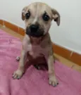 Filhotinhos 2 meses