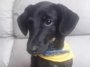 Cachorro raça Duschund idade 2 a 6 meses nome Doguinho