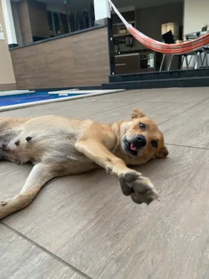 Cachorro raça Sem raça definida  idade 2 anos nome Caramelo 