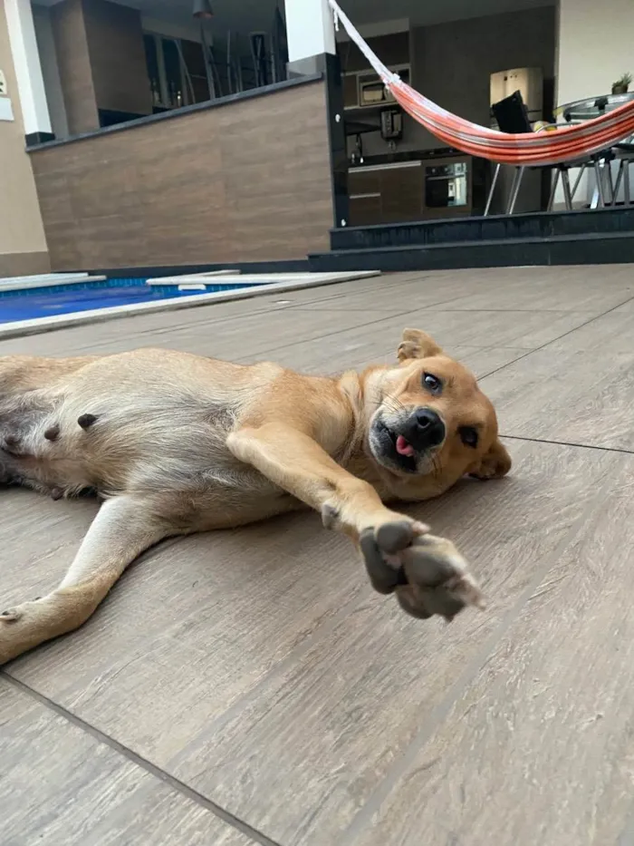 Cachorro ra a Sem raça definida  idade 2 anos nome Caramelo 