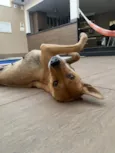 Caramelo