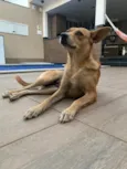 Caramelo