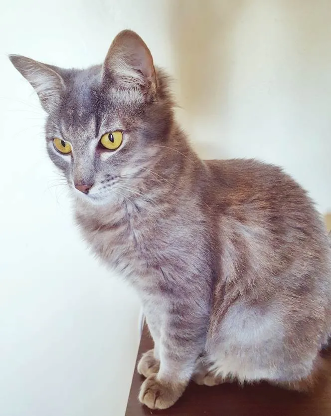 Gato raça SRD idade 2 a 6 meses nome LILI BLUE