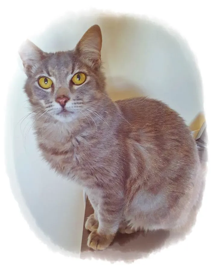 Gato raça SRD idade 2 a 6 meses nome LILI BLUE