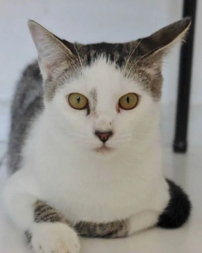 Gato raça SRD idade 1 ano nome TOY