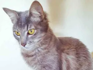 Gato raça SRD idade 2 a 6 meses nome LILI BLUE