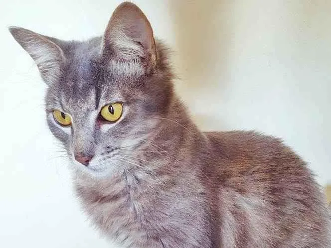 Gato raça SRD idade 2 a 6 meses nome LILI BLUE