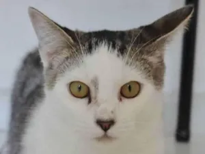 Gato raça SRD idade 1 ano nome TOY