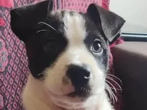 Cachorro raça Linda idade 2 a 6 meses nome Alecrim 