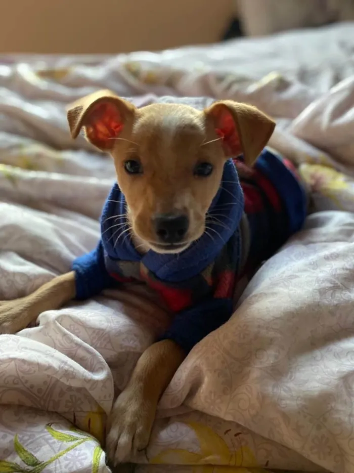 Cachorro ra a Linda idade 2 a 6 meses nome Léo 